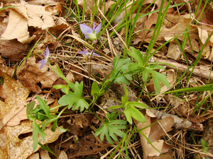 Photo By: Stephen M. Young. Photo taken: Tompkins County, NY on 10 May 2008